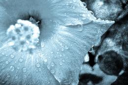 Waterdrops